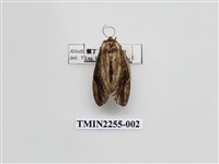 藏品(烏雲舟蛾)的圖片